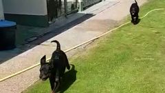 La Guardia Civil identifica a dos de los tres ladrones de los cachorros de rottweiler robados