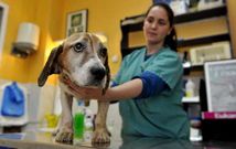 Uno de los �ltimos perros recuperados por los veterinarios de la cl�nica Argos de Cee.