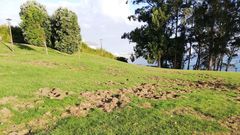 Destrozos de los jabal�es en zonas verdes de Oleiros
