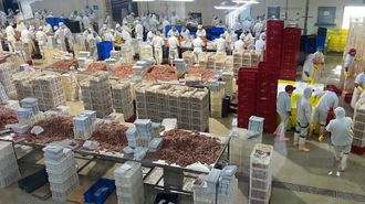 Instalaciones de Conarpesa en una planta argentina de procesado de langostino