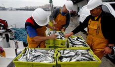 La sardina escase� el a�o pasado en las costas gallegas.