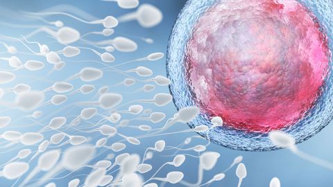Ilustraci�n de un conjunto de espermatozoides dirigi�ndose al �vulo