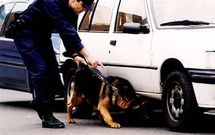 Algunos perros est�n especializados en la b�squeda de droga y otros en la de explosivos