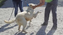 Imagen de archivo de un perro en un refugio