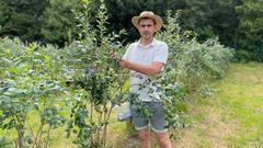 Xos� Mar�a, ayer, recolectando ar�ndanos en su finca, situada junto al r�o Chamoselo