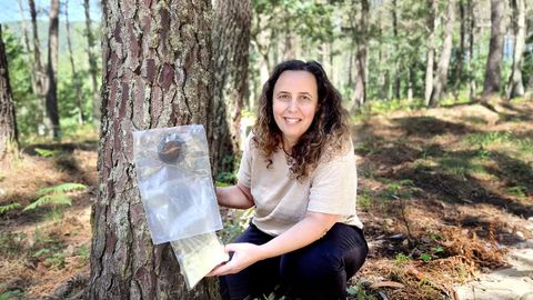 A enxe&ntilde;eira t&eacute;cnica nos montes de Couso, en Gondomar, onde se recolle resina en bolsa pechada