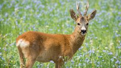 Un ejemplar de corzo