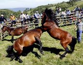 Una de las estampas m�s espectaculares es la pelea de gara�ones, como la que reproduce esta foto. 