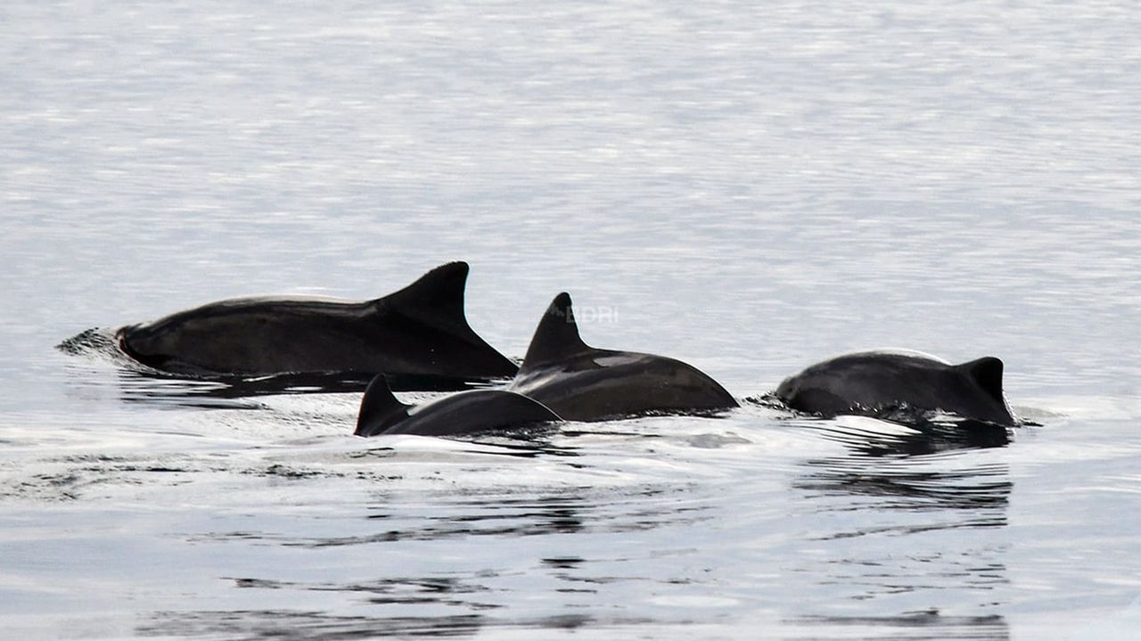 Las cofradías cargan contra el ministerio por querer obligar a las artes menores a usar «pingers» para espantar delfines