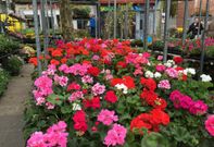 Las flores fueron el principal atractivo de la jornada