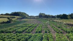 Fincas de cultivo de patatas en A Limia.
