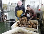 Descarga de vieira en las instalaciones de la lonja.