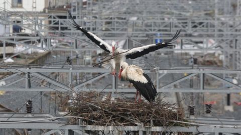 Dos cig�e�as preparan su nuevo nido en la estaci�n de Monforte