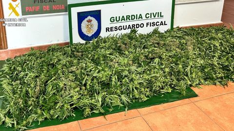 Las plantas fueron decomisadas y taladas