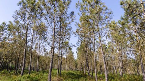 Plantaci�n de pinos en terreno de la comunidad de montes de Lagostelle (Guitiriz)