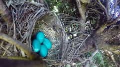 Un �time-lapse� de un nido desprotegido