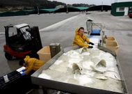 La multinacional posee una planta de engorde de rodaballo en Xove, en la foto.