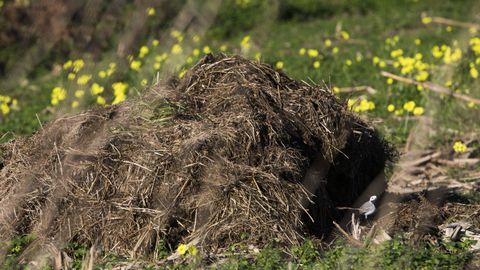Imagen e archivo de un mont�n de estiercol