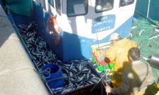 Pesqueros de Luarca se quejan porque pescan xarda aunque no quieran, pero deben devolverla al mar.