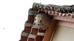 Los nidos situados en domicilios son considerados de riesgo, como el de la imagen en Boiro.