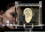 Una mujer observa la r�plica de la oreja de Van Gogh.