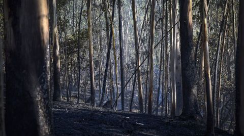 Monte quemado en Paradellas, en Vilaboa