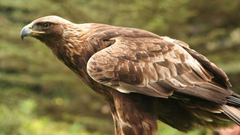 �guila real (Aquila chrysaetos)