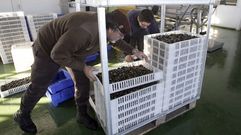 Preparaci�n del marisco en jaulas para la batea
