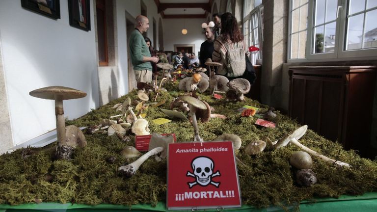 Exposición de setas el año pasado en Lugo