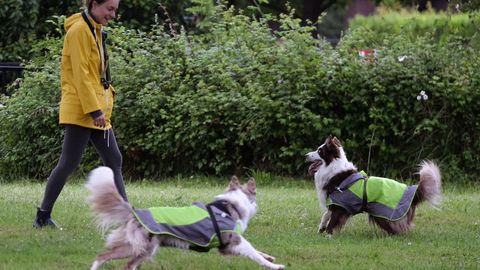 Una mujer juega con sus perros en Gij�n
