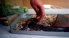 Serpiente en el Centro de Recuperaci�n de Animales de Oleiros, encontrada en Ferrol.