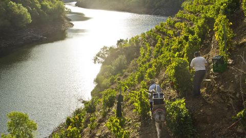 Viñedos junto al río Sil en Vilachá de Salvadur, en A Pobra do Brollón, uno de los lugares de los que procedían los vinos de los que se abastecía en tiempos la casa condal de Lemos