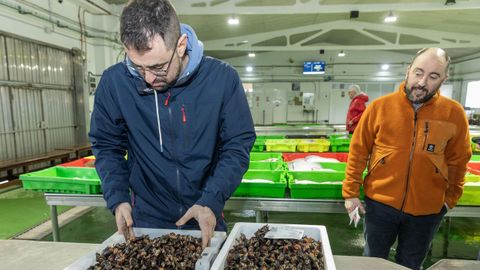 Venta de percebe ayer por la tarde en la lonja de Malpica.