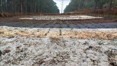 El ensayo se está desarrollando en dos parcelas de monte en Marín y en Bueu