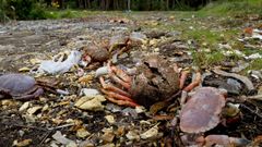 Residuos de alimentos en un �rea arbolada de As Ra�as. 