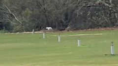 El animal avistado por un vecino de Los Barrios.