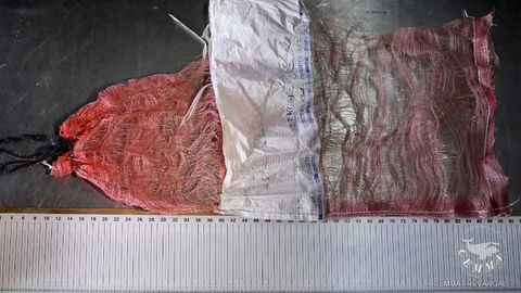 En diciembre, una tortuga la�d lleg� a Galicia afectada por la red de una bolsa de patatas�de Estados Unidos.