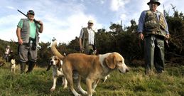 Cada cazador puede llevar un m�ximo de cuatro perros y si es en grupo el m�ximo son doce. 