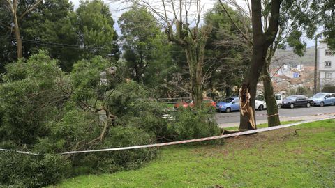 rboles tirados por el viento en Santiago