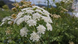 La umbel&iacute;fera es un nombre que viene de umbelas, que signifca paraguas, por su forma