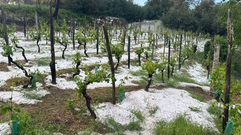 Efectos de la granizada en las vi�as en la parroquia de Macendo (Castrelo de Mi�o)