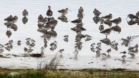 Aves alimentndose en la ensenada de O Bao