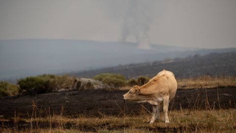 Una vaca, en una zona calcinada de Sanabria, Zamora.