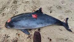 Toni�a varada en San Cibrao