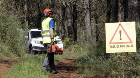 Antes de comenzar la tala hay que organizar el trabajo y se�alizar la zona.