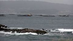 Pol�gono de bateas en la r�a de Pontevedra