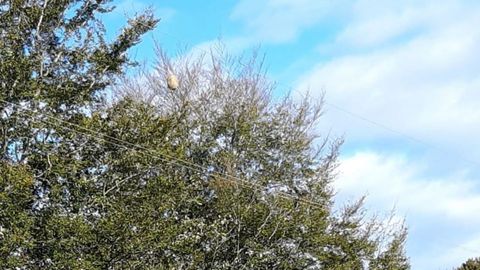 Nido de avispa asi�tica detectado por los hermanos Cortina frente al cementerio de Sietes