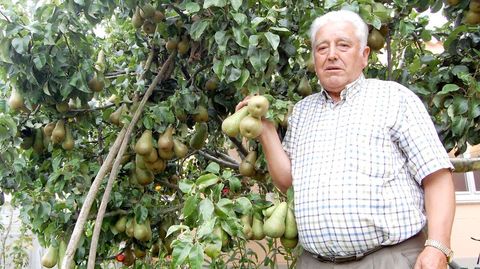 Manuel Vi&ntilde;a, en imagen de archivo, con alguno de sus perales, que daban una abundante cosecha cada temporada