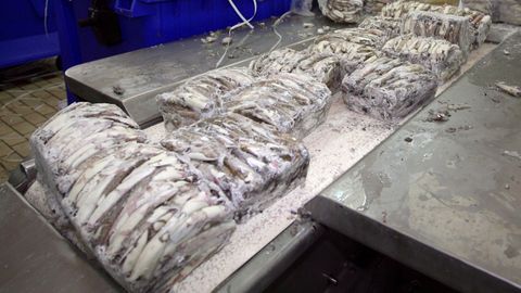 Calamares capturados en el Atl�ntico sur llegan congelados a Galicia.