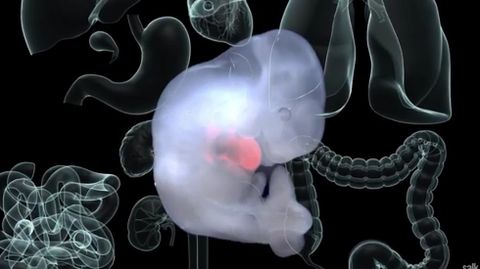 Un espa�ol lidera los avances para la creaci�n de organos